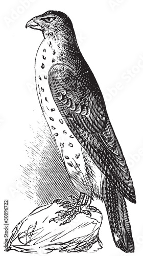 Cooper's Hawk or Accipiter Cooperi vintage illustration.