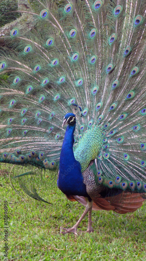 Obraz premium pavão