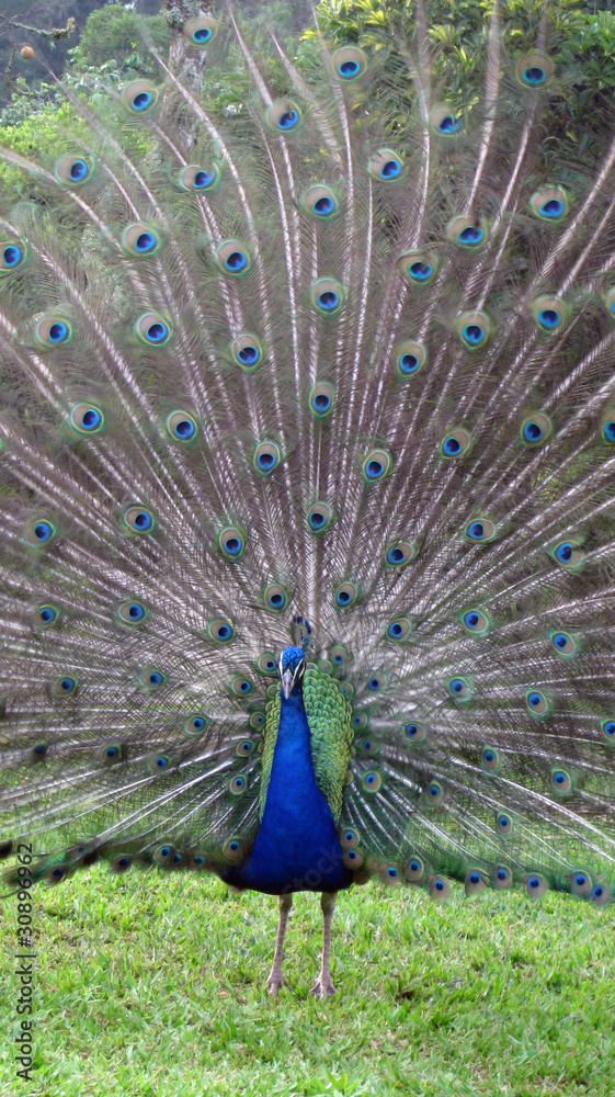 Obraz premium pavão