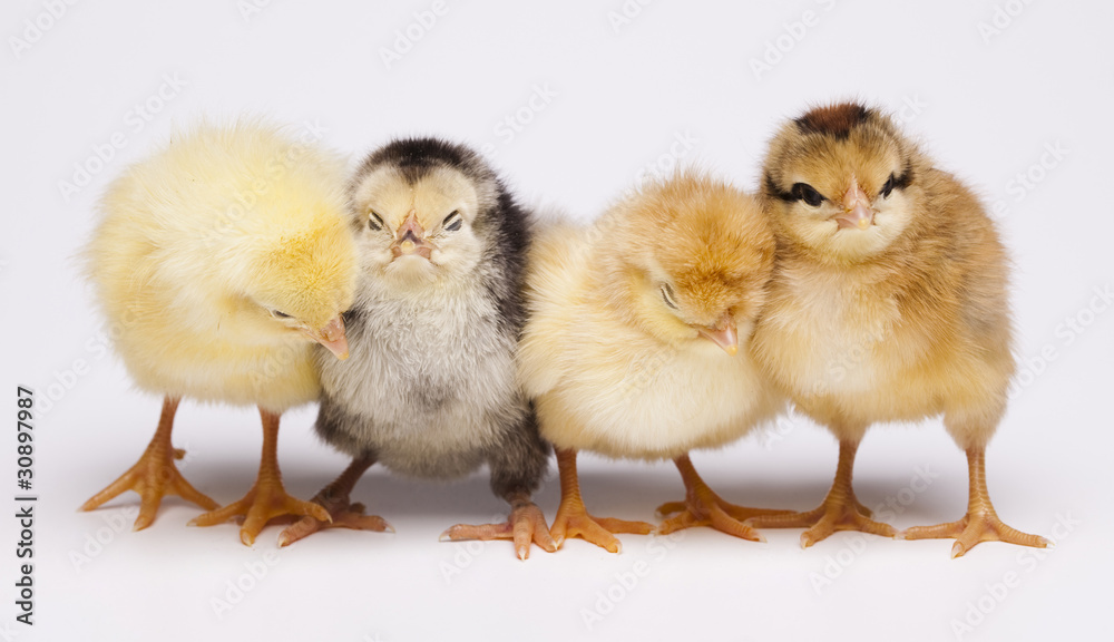 Chicks Chicks
