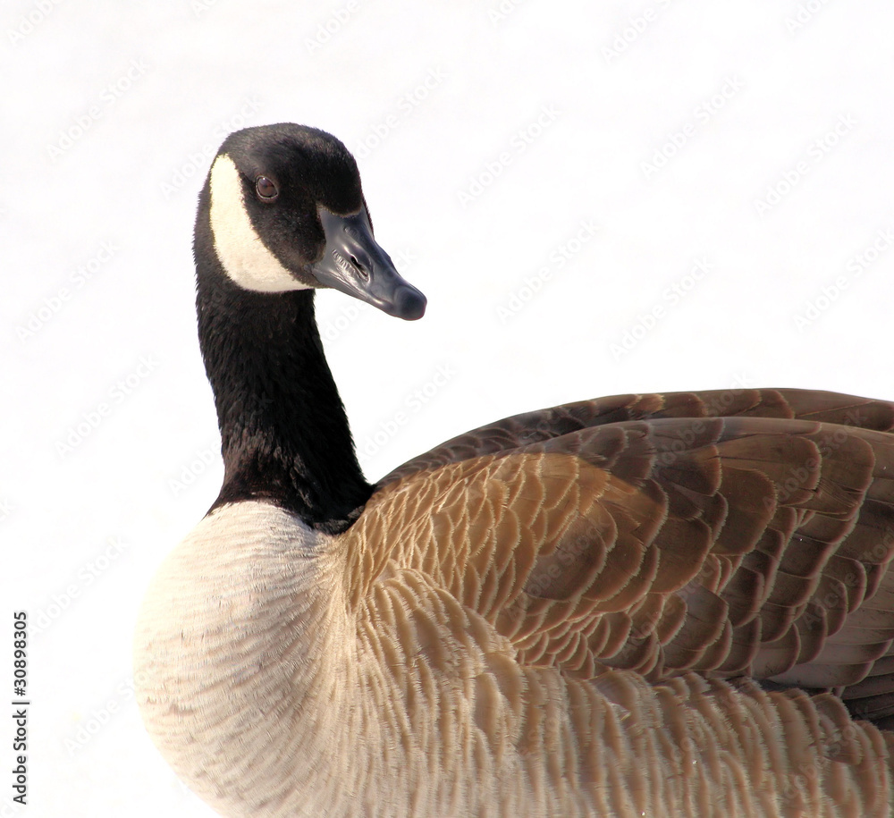 Obraz premium Canada Goose