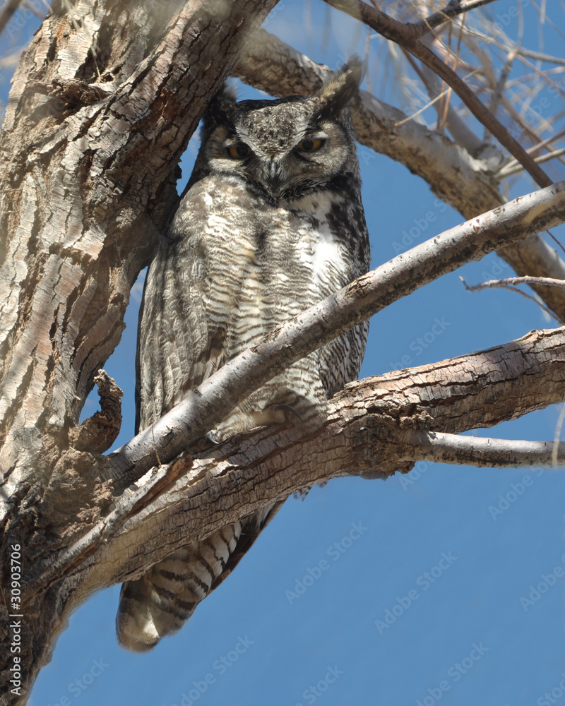 Obraz premium Great Horned Owl in a Tree