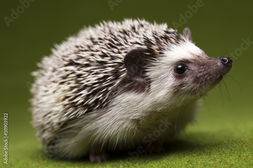 Hedgehog photo