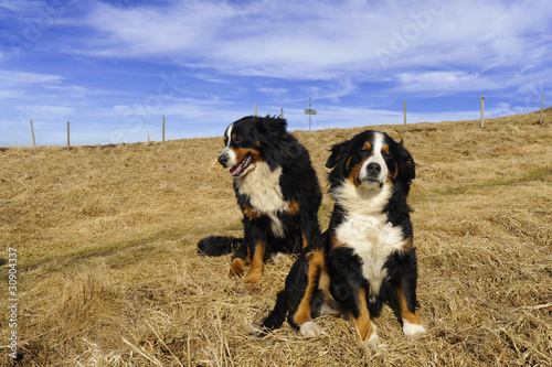 Deux heureux chiens Bouvier Bernois