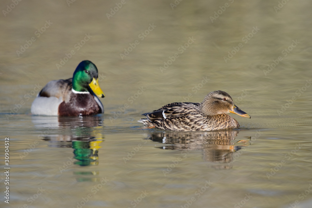 Stockente, Mallard, Anas platyrhynchos Stockente, Mallard, Anas platyrhynchos