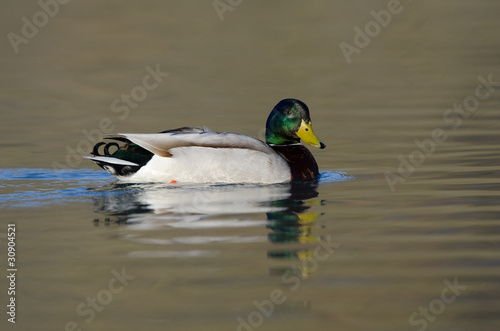 Stockente, Mallard, Anas platyrhynchos