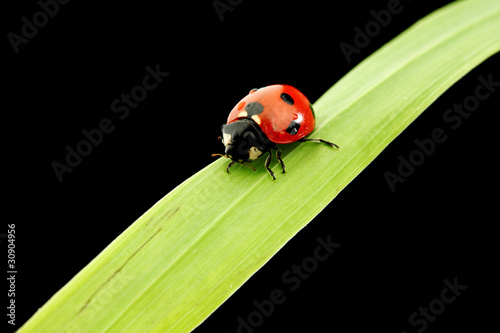 ladybug isolated on black