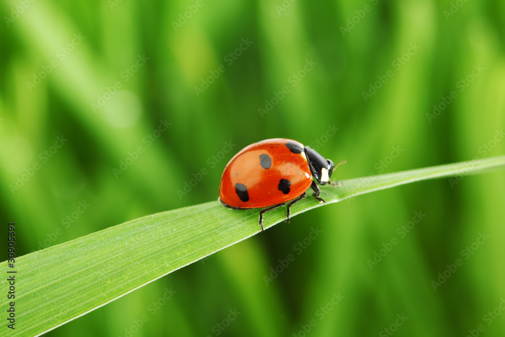 ladybug on grass ladybug on grass