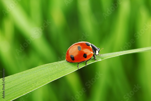 Fototapet ladybug on grass