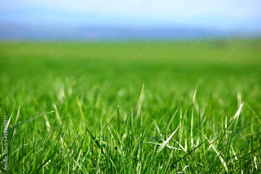 green grass green grass