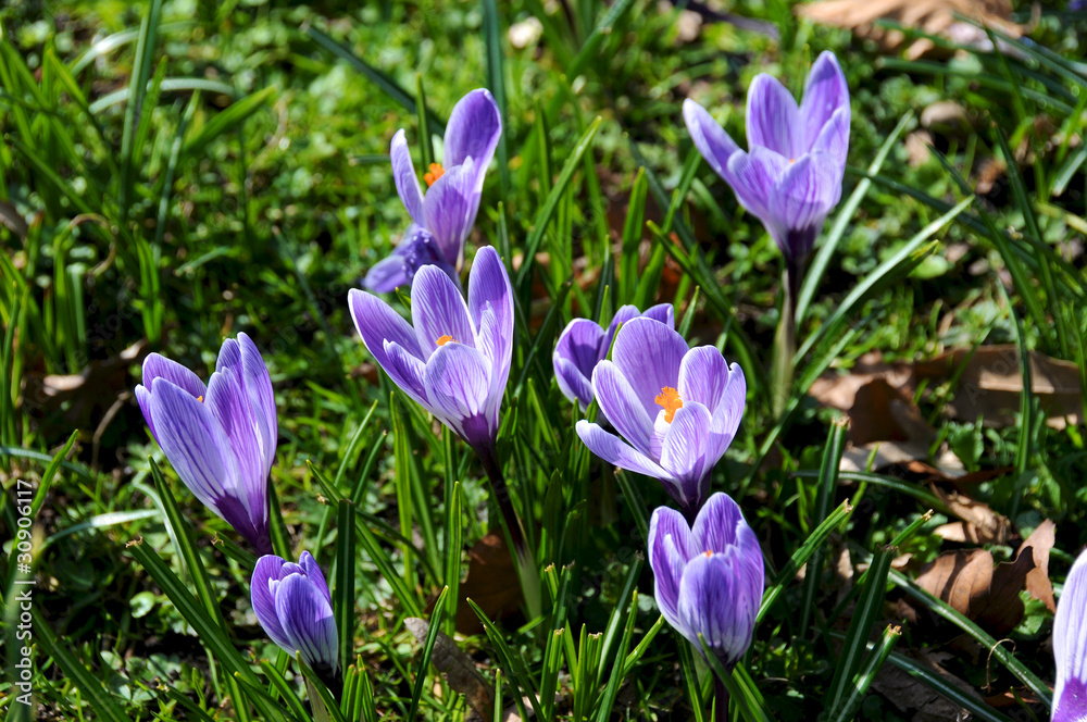 Krokusse auf Wiese Krokusse auf Wiese