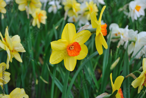 Spring. Daffodils © TanyaSv