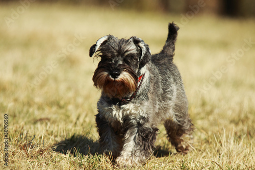 running schnauzer photo