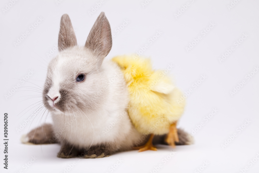 Rabbit on chick