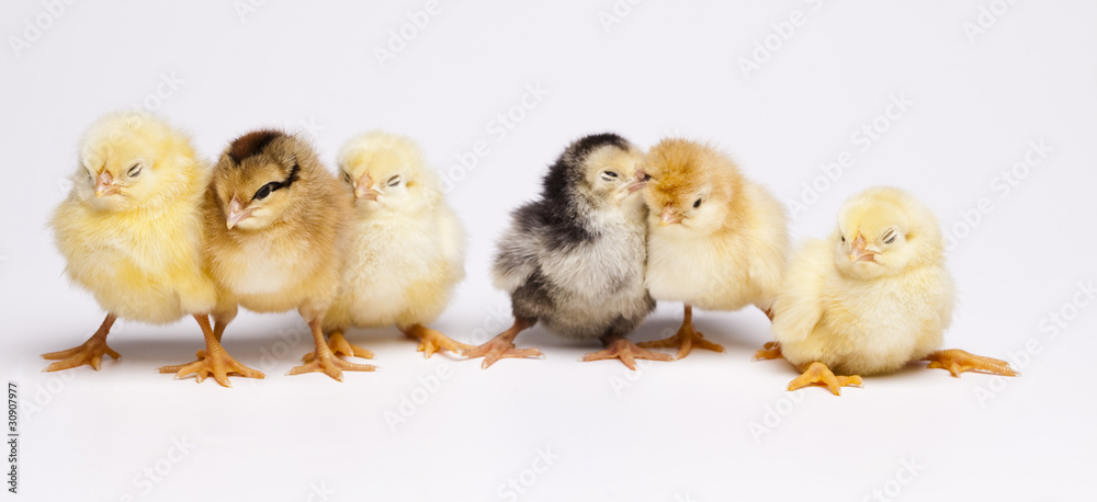 Chick Portrait Chick Portrait