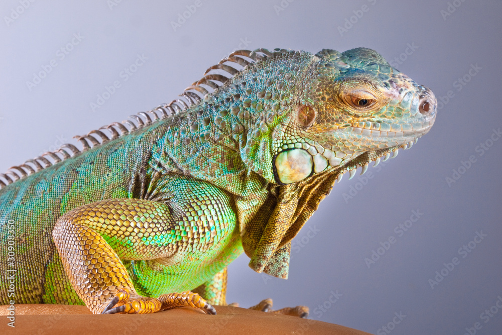Fototapeta premium Iguana portrait on blue