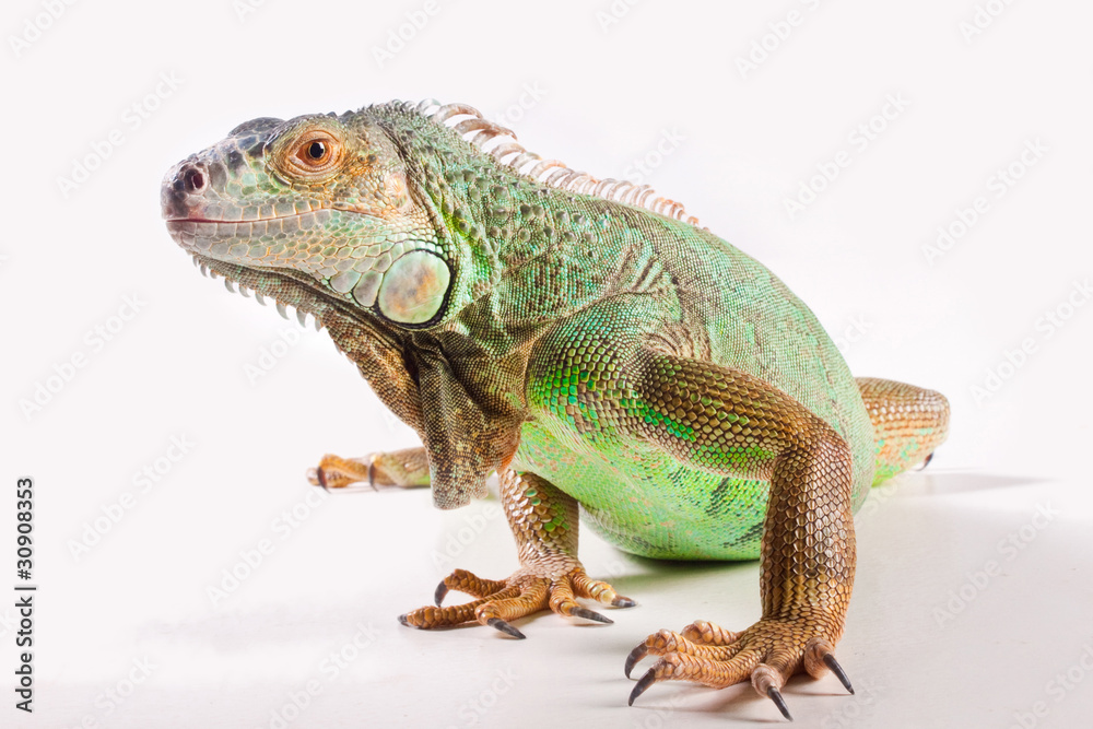Fototapeta premium Iguana on white