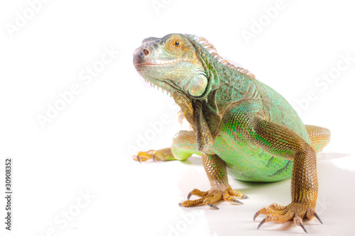 Iguana on white