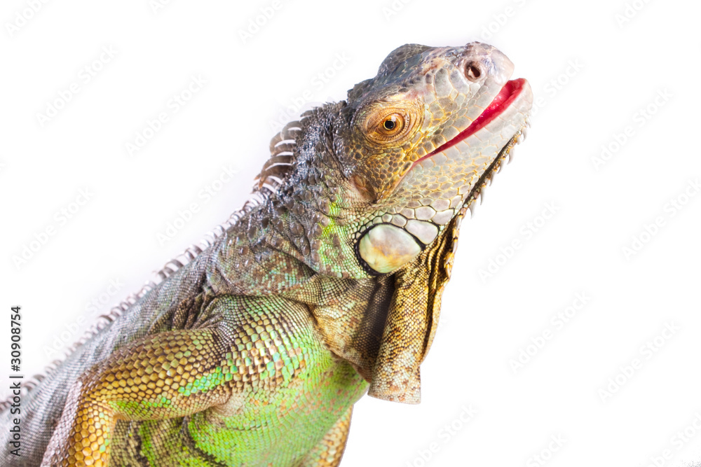 Obraz premium Smiling iguana on isolated white