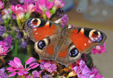 Peacock butterfly on flowers