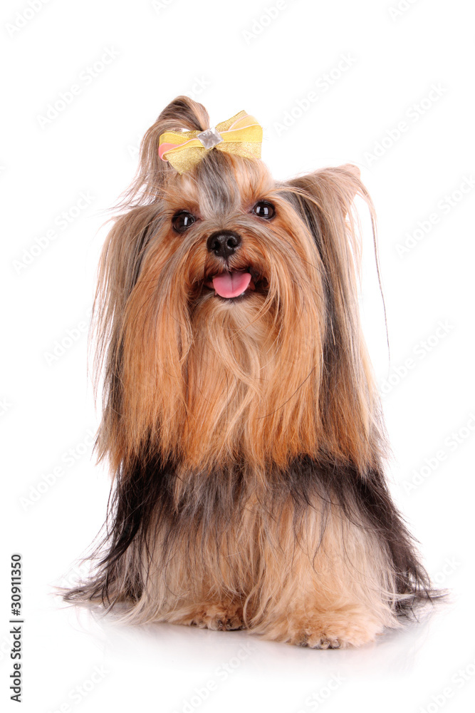 Yorkshire Terrier puppy isolated on white Yorkshire Terrier puppy isolated on white