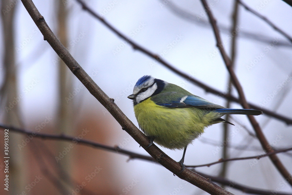 Fototapeta premium Blue tit