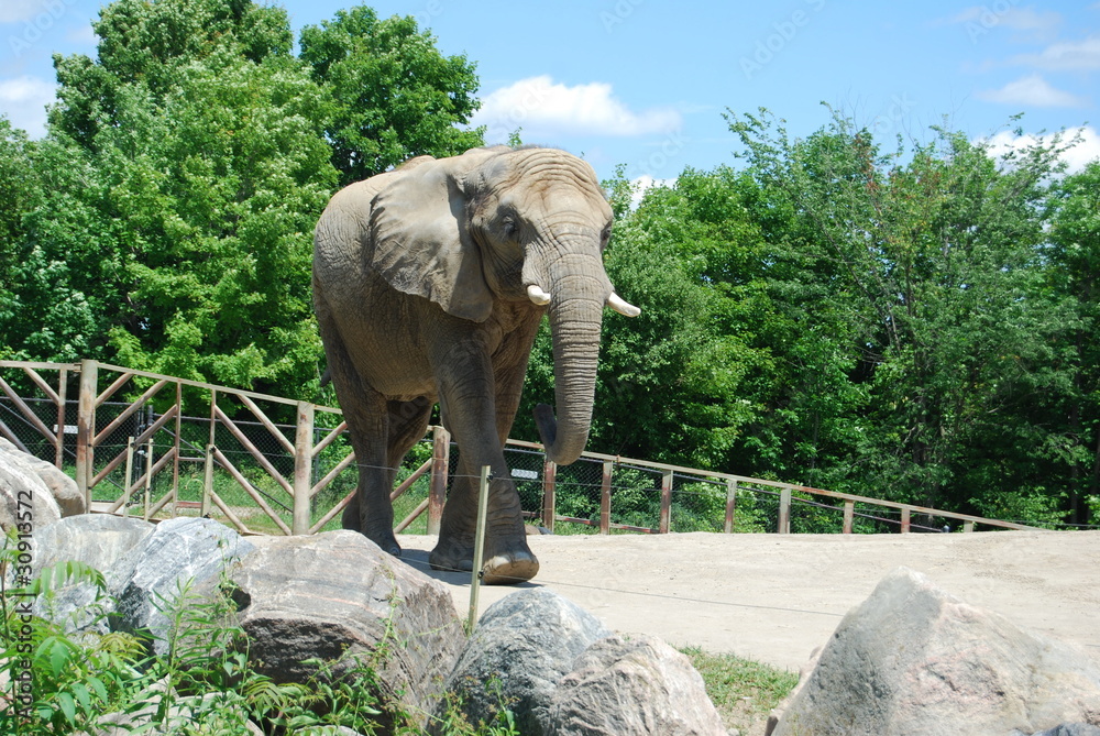 Fototapeta premium Elephant At Toronto Zoo