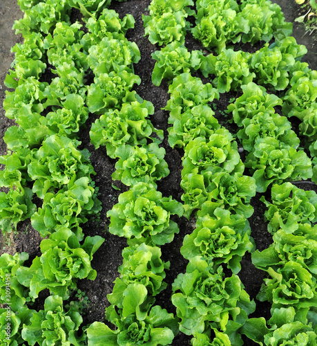 healthy lettuce growing in the soil .