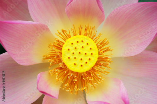 lotus flower . photo