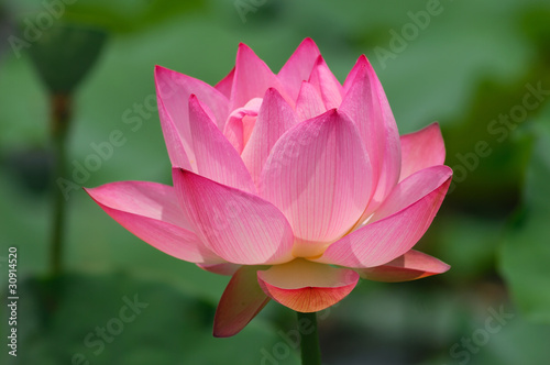 lotus flower .