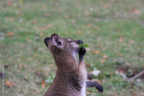 Bennett Wallaby, Kangaroo