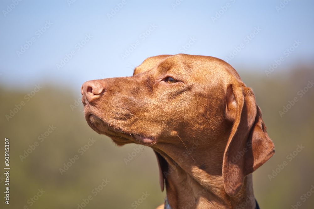 Happy Hungarian Vizsla Dog Portrait Happy Hungarian Vizsla Dog Portrait