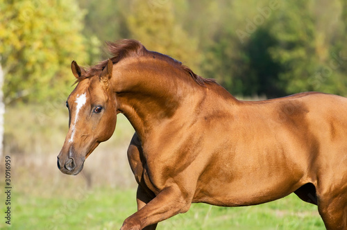 golden Don horse stallion runs gallop