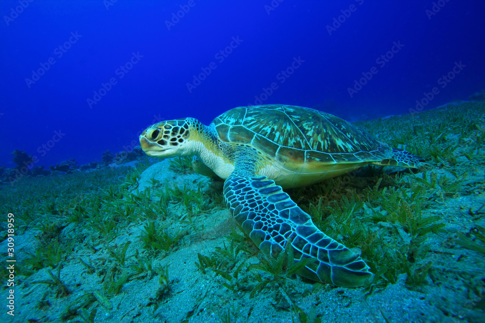Fototapeta premium Green Sea Turtle (Chelonia mydas)
