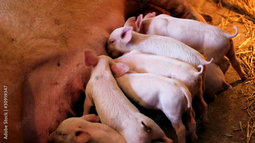 Piglets in a Farm Piglets in a Farm
