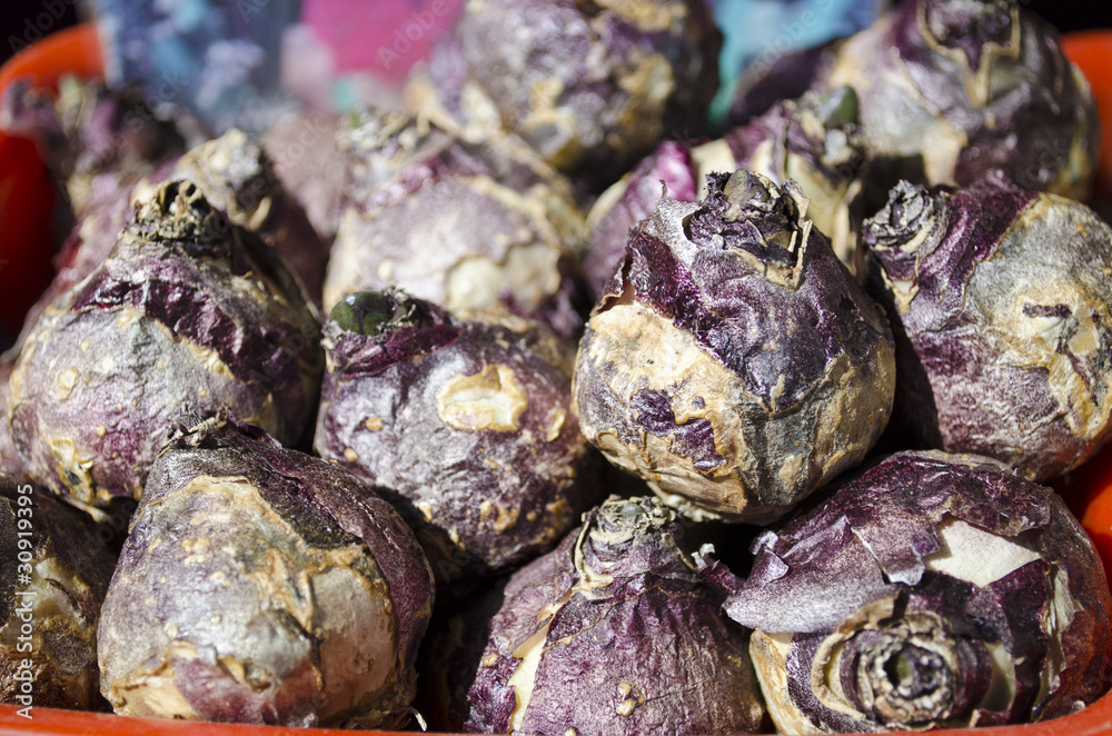 Hyacinth flower bulbs Hyacinth flower bulbs