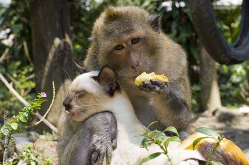 Monkey hugging cat