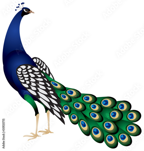 The Peacock in vector