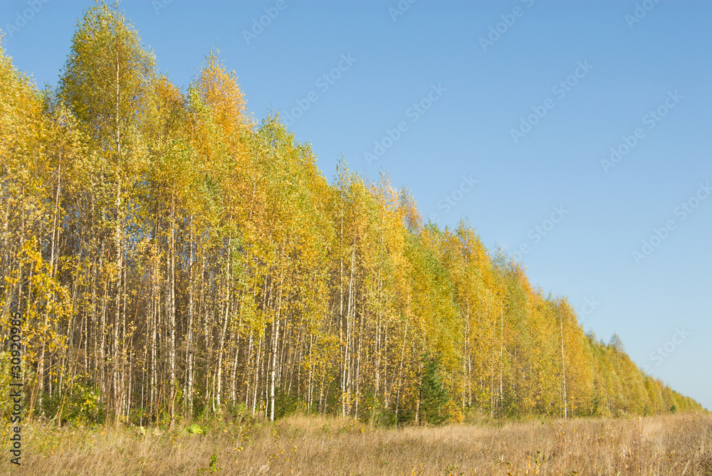 Perspective of autumn