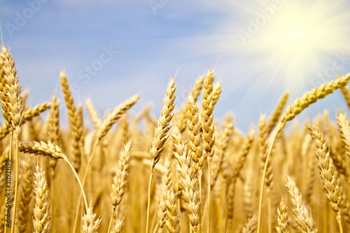 field of yellow wheat in sun rays