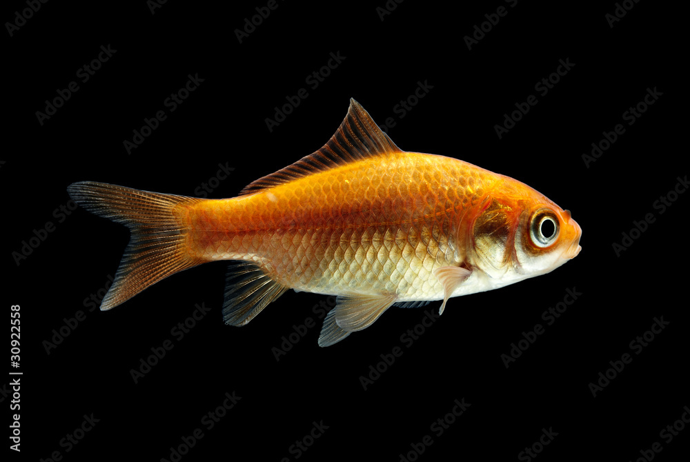 Goldfisch rotorange schwarz10 Goldfisch rotorange schwarz10