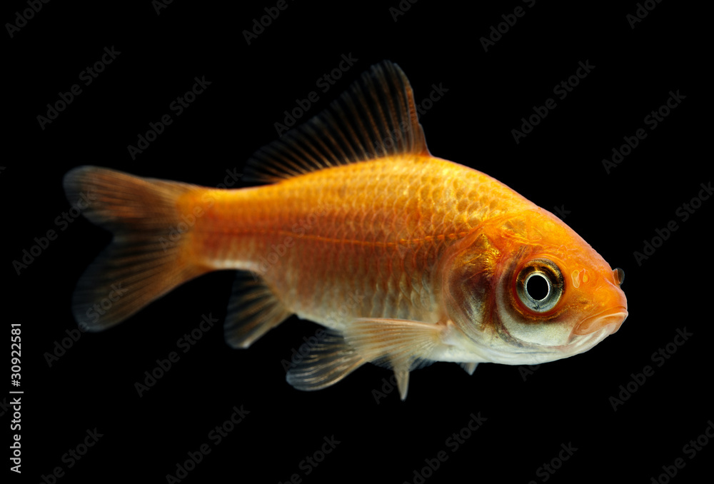 Goldfisch rotorange schwarz12 Goldfisch rotorange schwarz12
