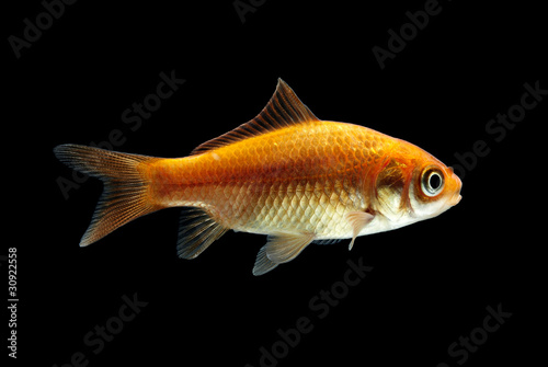 Goldfisch rotorange schwarz10