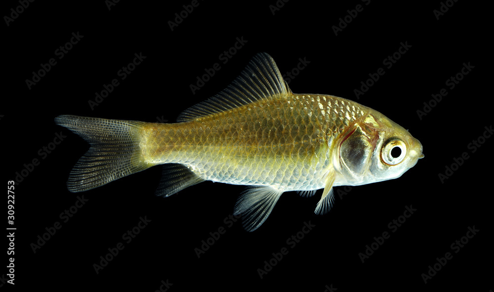 Goldfisch gelb schwarz1 Goldfisch gelb schwarz1