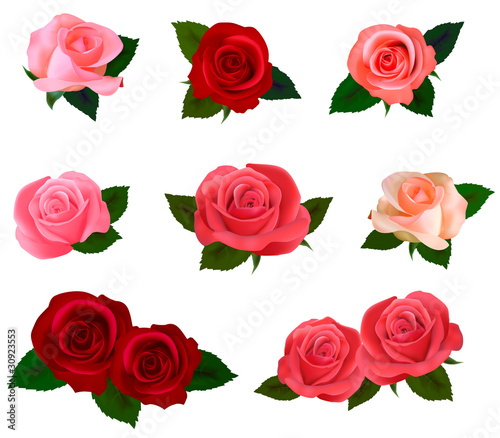 Big set of a beautiful colored roses. Vector illustration.