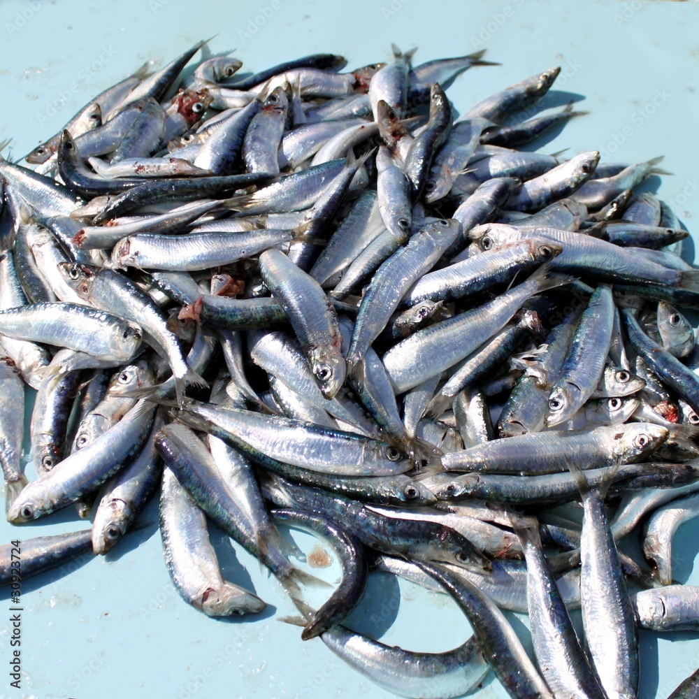 Sardines de Marseille Sardines de Marseille