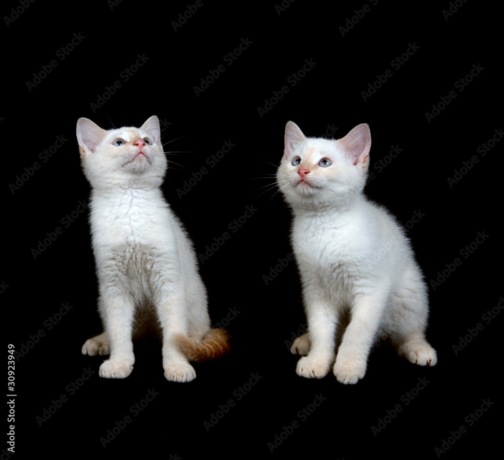 Two white kittens on black background