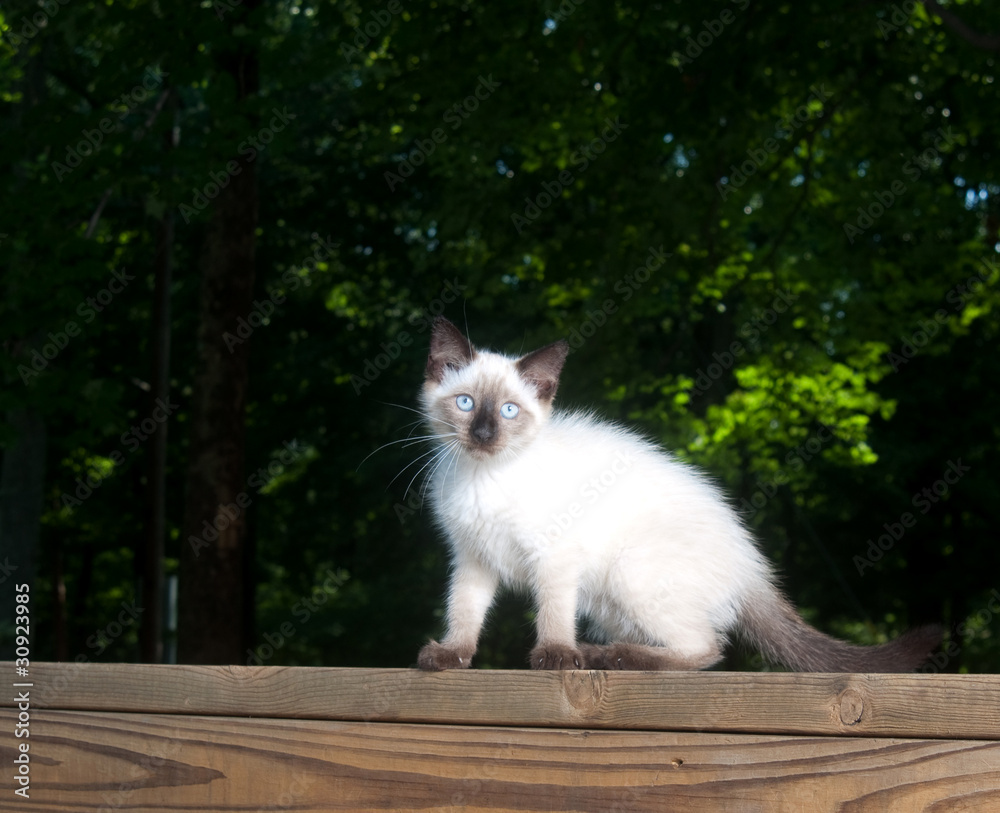 Cute kitten on wooden railing