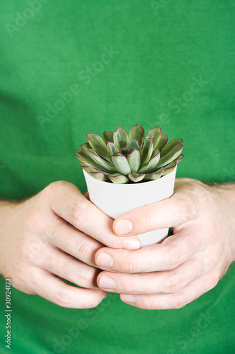 closeup of mans hands holding succulent aeonium plant in little
