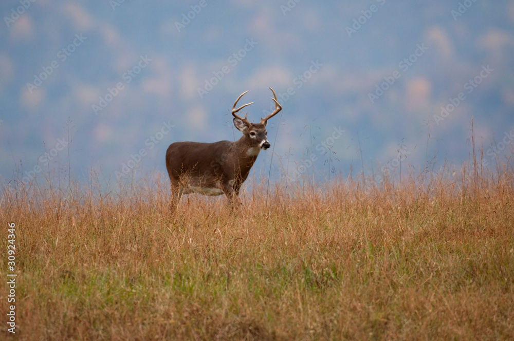 Fototapeta premium White-tailed deer buck standing on a hillside
